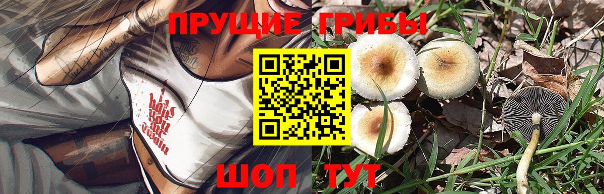 Гулькевичи  Галлюциногенные грибы Psilocybine cubensis  Вход с VPN 